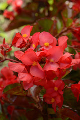 Begonia Megawatt Red Green Leaf PLT