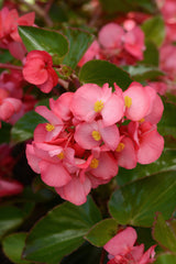 Begonia Megawatt Rose Green Leaf