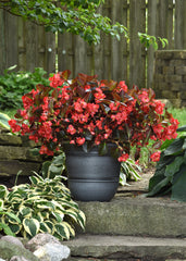 Begonia Megawatt Red Bronze Leaf