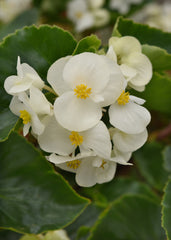 Begonia Megawatt White Green Leaf