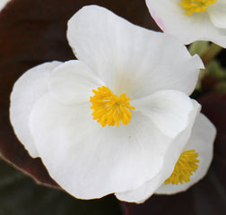 Begonia Senator iQ White PLT