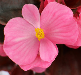 Begonia Senator iQ Rose PLT