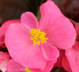 Begonia Senator iQ Deep Rose PLT