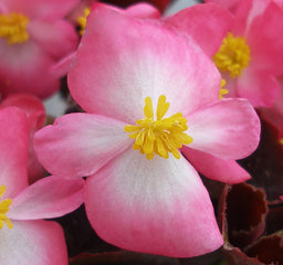 Begonia Senator iQ Rose Bicolor PLT