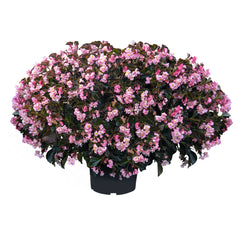 Begonia Stonehedge Light Pink Bronze Leaf PLT