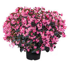 Begonia Stonehedge Rose Bronze Leaf PLT