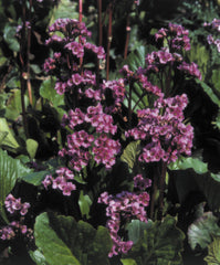 Bergenia Red Beauty