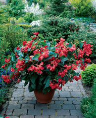 Begonia Dragon Wing Red PLT