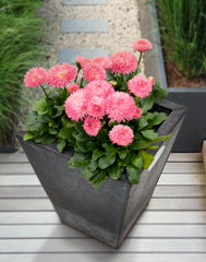 Bellis Robella Salmon Rose PLT