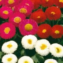 Bellis Galaxy Mix PLT