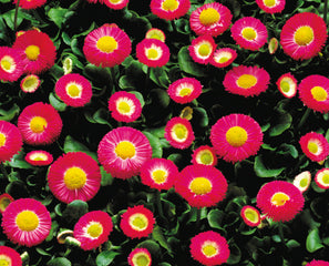 galaxy flower seeds Bellis Galaxy Mix PLT – Vis Seed