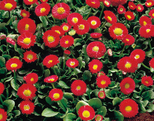 Bellis Galaxy Red PLT