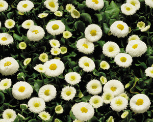 Bellis Galaxy White PLT
