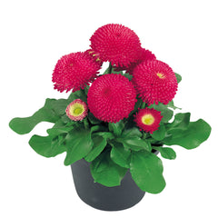 Bellis Tasso Deep Rose PLT
