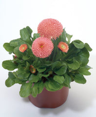 Bellis Tasso Pink PLT