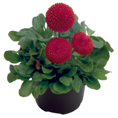 Bellis Tasso Red PLT