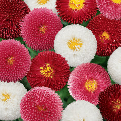 Bellis Bellisima Mix PLT