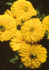 Calendula Bon Bon Yellow