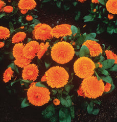 Calendula Bon Bon Orange