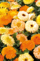 Calendula Bon Bon Mix