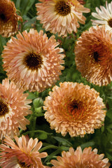 Calendula Touch of Red Buff