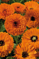 Calendula Touch of Red Orange