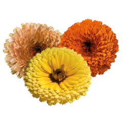Calendula Touch of Red Mix