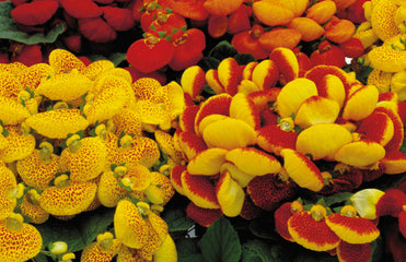 Calceolaria Dainty Mix PLT