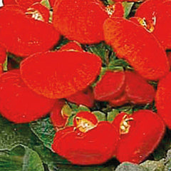 Calceolaria Dainty Red PLT
