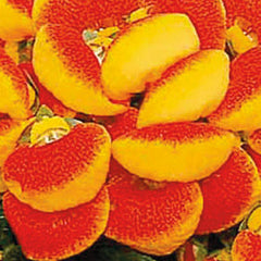 Calceolaria Dainty Red & Yellow PLT