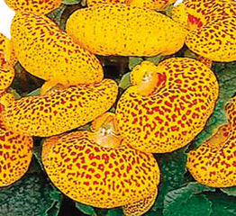 Calceolaria Dainty Yellow Spotted PLT