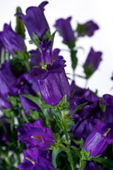 Campanula Champion II Deep Blue PLT
