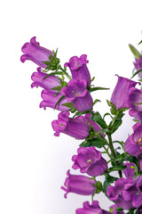 Campanula Champion II Lilac PLT