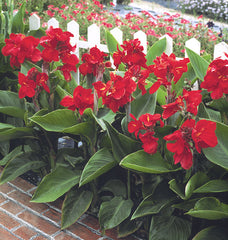 Canna Tropical Red