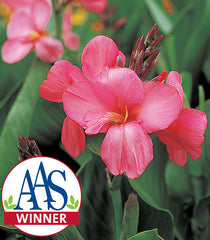 Canna Tropical Rose