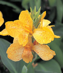 Canna Tropical Yellow