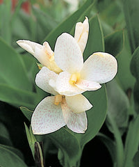 Canna Tropical White