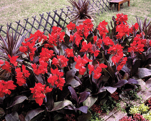 Canna Tropical Bronze Scarlet