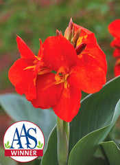 Canna South Pacific Scarlet