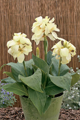 Canna South Pacific Ivory