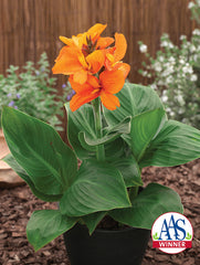Canna South Pacific Orange
