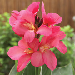 Canna South Pacific Rose