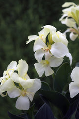 Canna South Pacific White