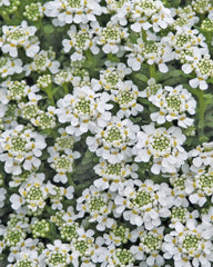 Iberis Snowflake