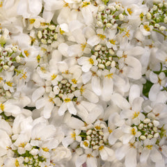 Iberis Whistler
