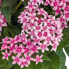 Pentas Graffiti Flirty Pink PLT