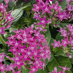 Pentas Graffiti Ultra Violet PLT