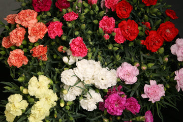 Carnation Lillipot Formula Mix