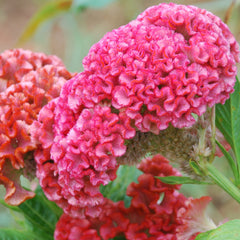 Celosia Chief Carmine