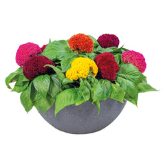 Celosia Brainiac Mixture